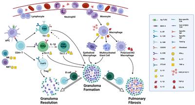 The Role of Diverse Immune Cells in Sarcoidosis